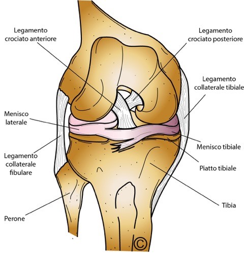legamento crociato